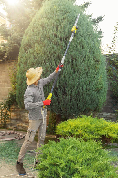 How Our Tree Care Process Works  in  Seco Mines, TX