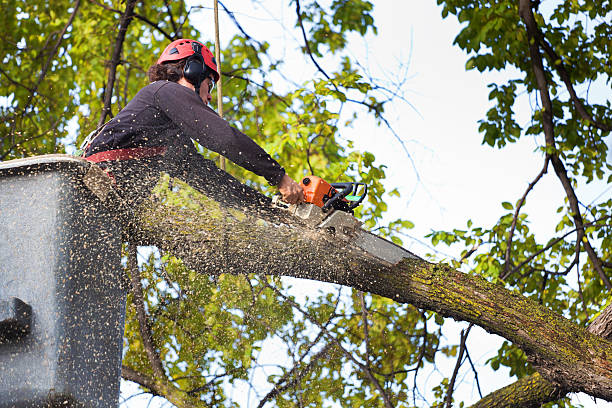 Reliable Seco Mines, TX  Tree Services Solutions